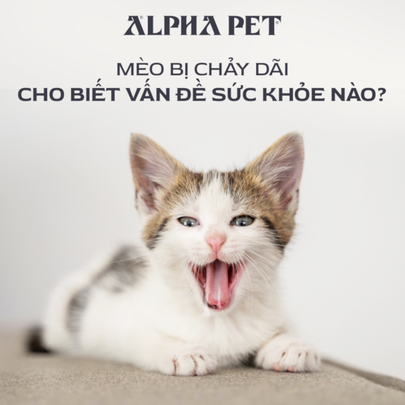 MÈO CHẢY DÃI CHO BIẾT NHỮNG VẤN ĐỀ SỨC KHỎE NÀO?