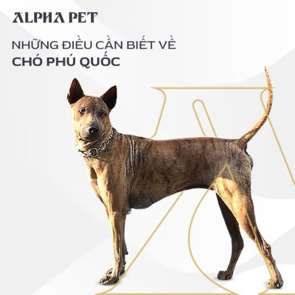 Nguồn gốc, đặc điểm, tính cách chó Phú Quốc