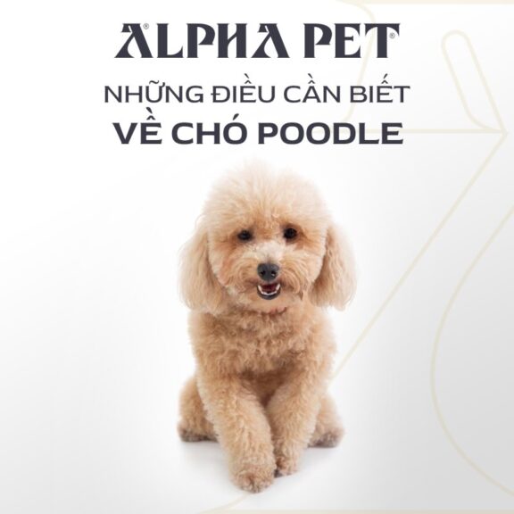 Nguồn gốc, đặc điểm, tính cách chó Poodle
