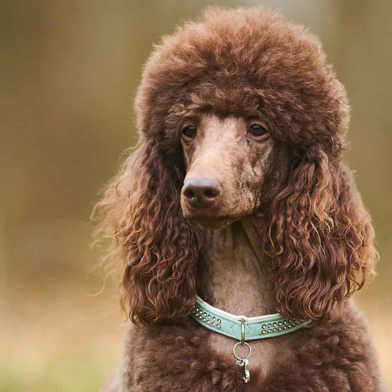 Nguồn gốc, đặc điểm, tính cách chó Poodle