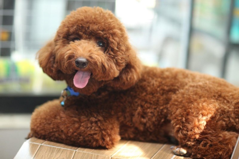 Nguồn gốc, đặc điểm, tính cách chó Poodle