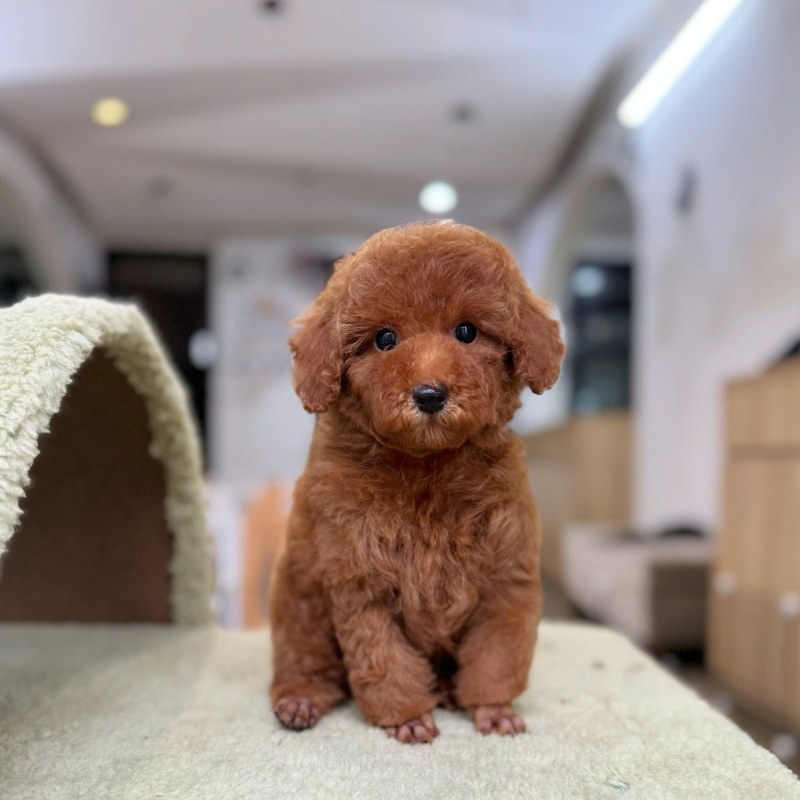 Nguồn gốc, đặc điểm, tính cách chó Poodle