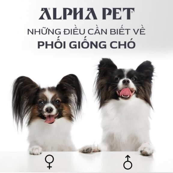 Lựa chọn gen và phương pháp phối giống chó