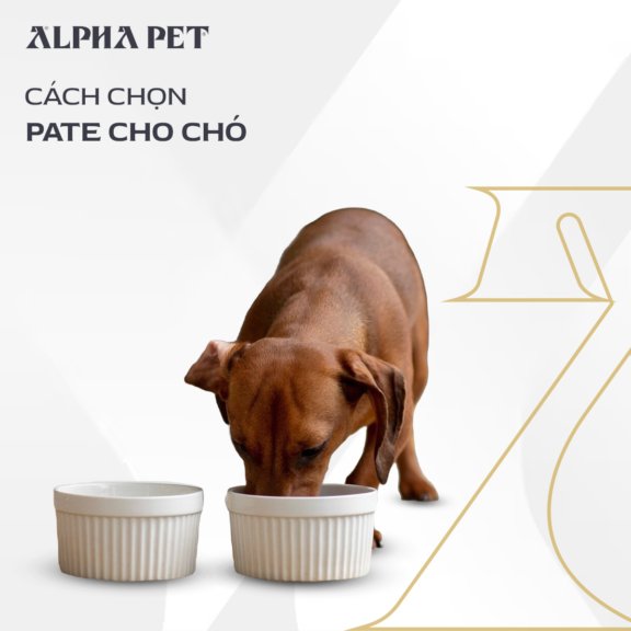 Cách lựa chọn pate cho chó