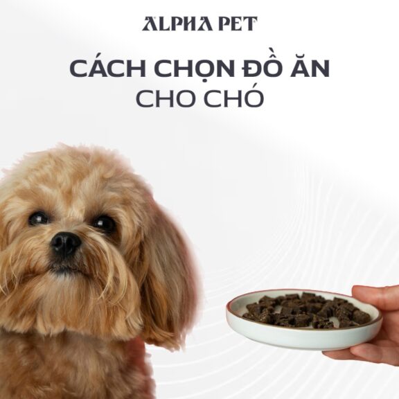Những điều cần biết khi chọn đồ ăn cho chó