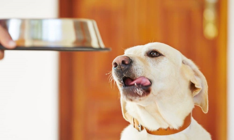 Những điều cần biết khi chọn đồ ăn cho chó