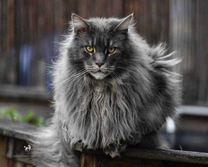 Những điều thú vị về mèo Maine Coon