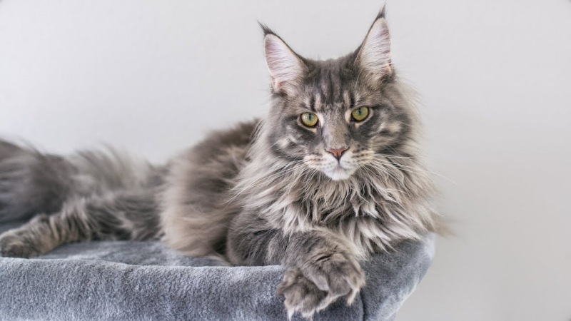 Những điều thú vị về mèo Maine Coon