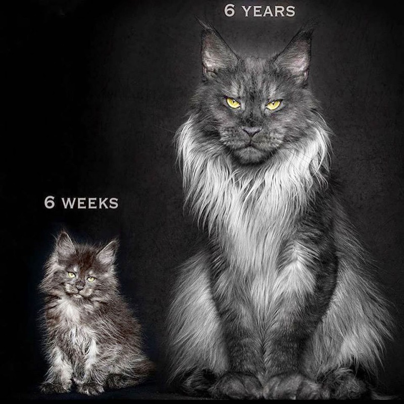 Những điều thú vị về mèo Maine Coon