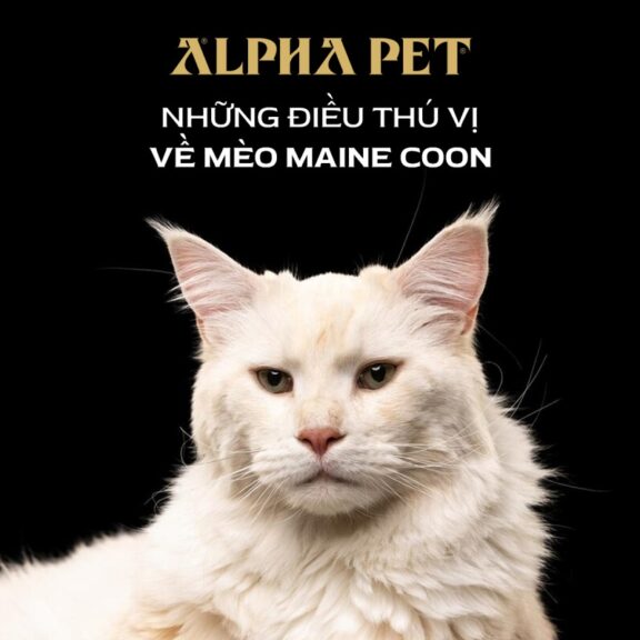 Những điều thú vị về mèo Maine Coon