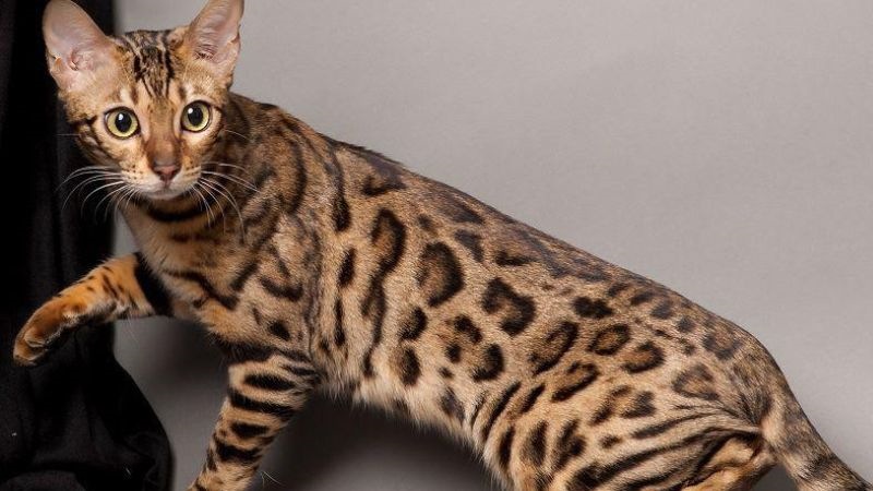 Nguồn gốc, đặc điểm, tính cách mèo Bengal