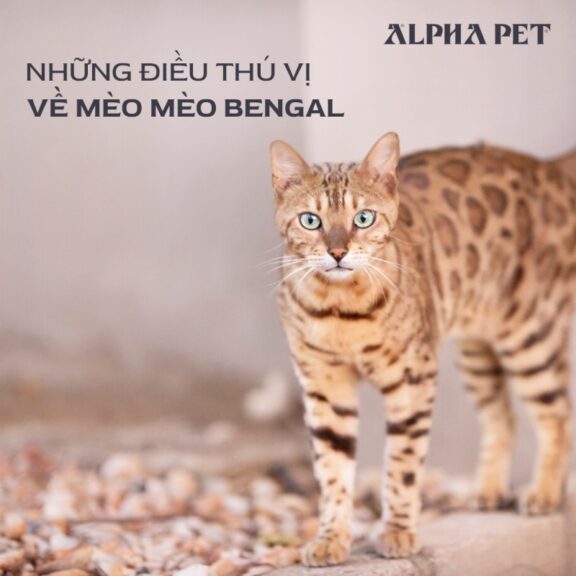 Mèo bengal