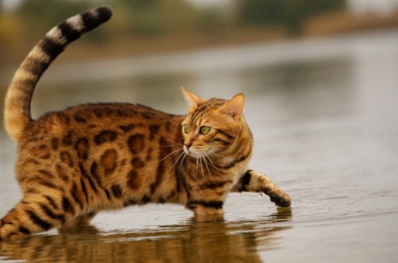 Nguồn gốc, đặc điểm, tính cách mèo Bengal