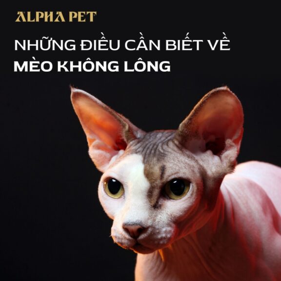 Những điều cần biết về mèo không lông