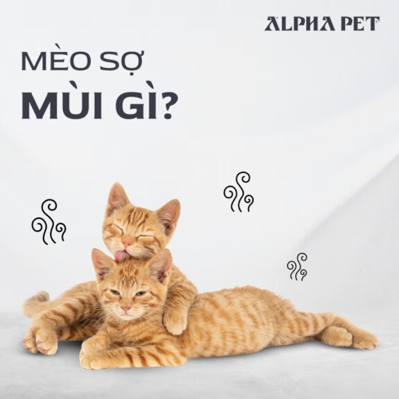 Mèo sợ mùi gì? Hé lộ những mùi mèo ghét nhất