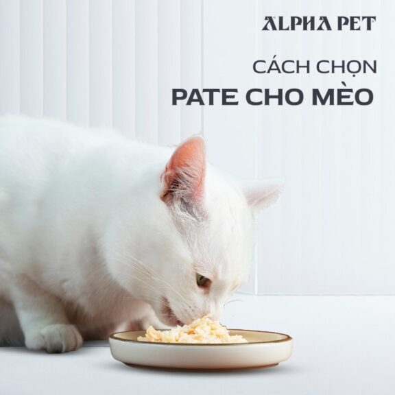 Pate cho mèo