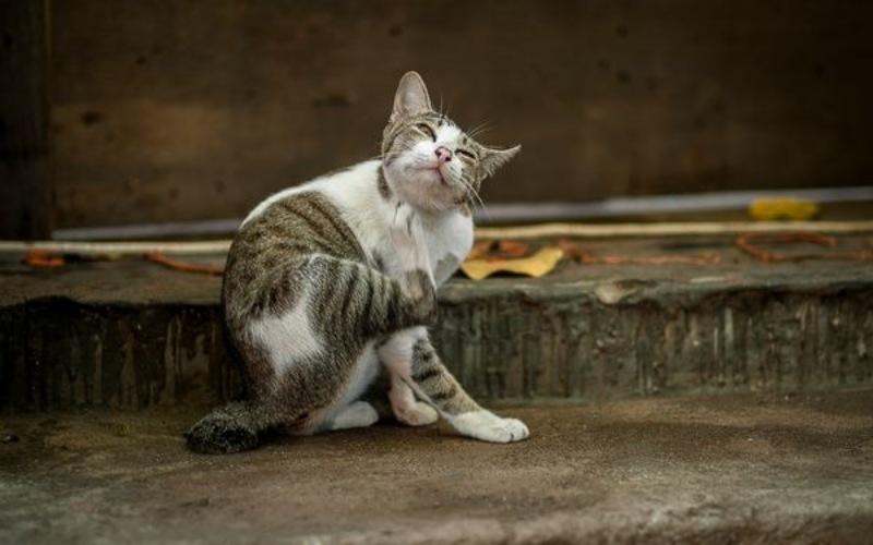 Cách chữa rận mèo hiệu quả