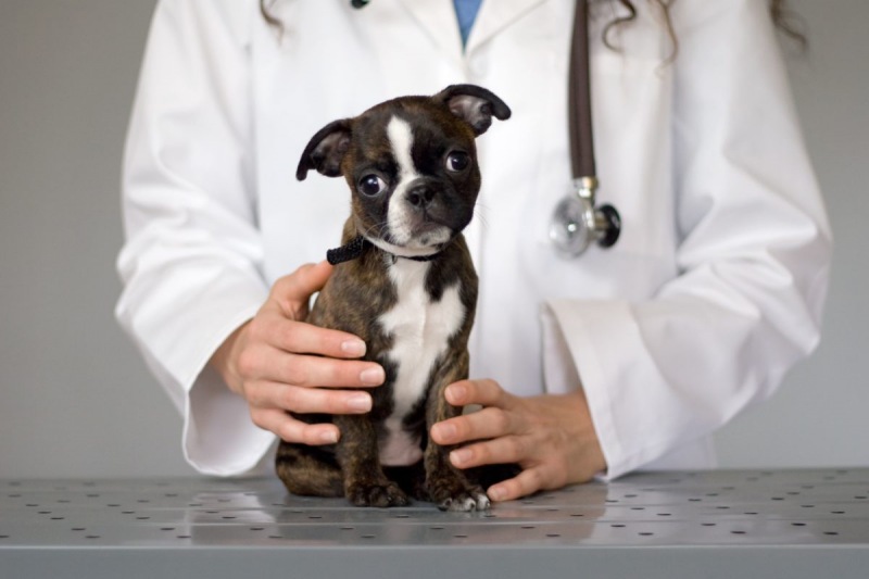 Bạn biết gì về bệnh parvo ở chó