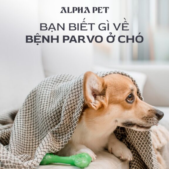 Bạn biết gì về bệnh parvo ở chó