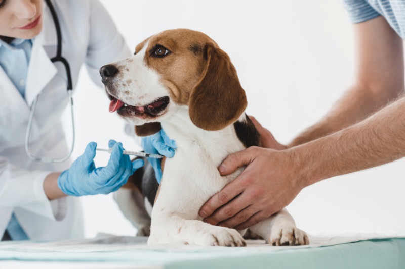 Bạn biết gì về bệnh parvo ở chó