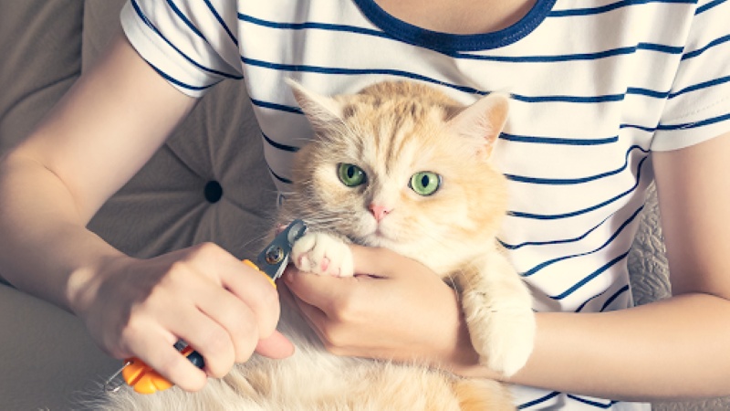 Cắt móng cho mèo đúng cách