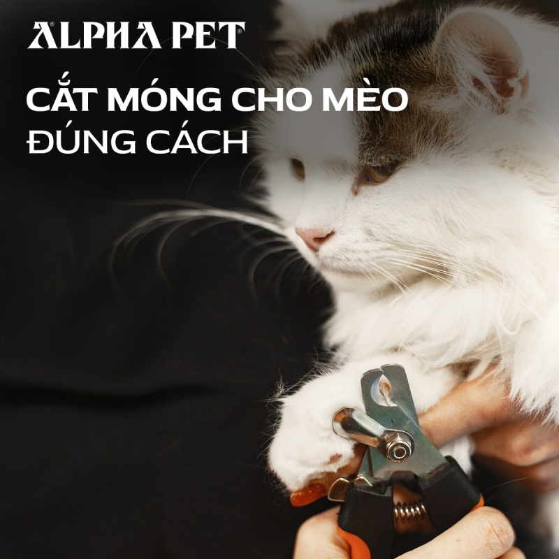 Cắt móng cho mèo đúng cách