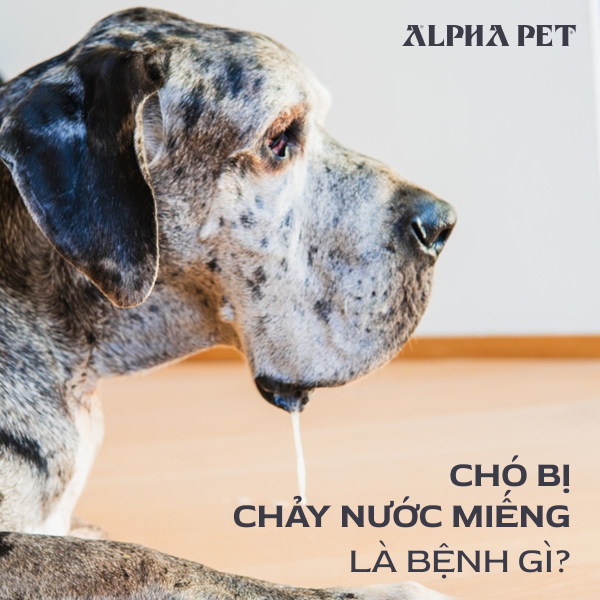 Chó chảy nước miếng