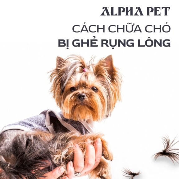 Cách chữa chó bị ghẻ rụng lông