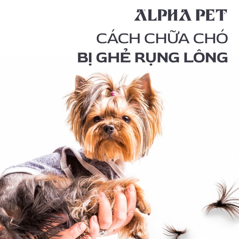 Cách chữa chó bị ghẻ rụng lông