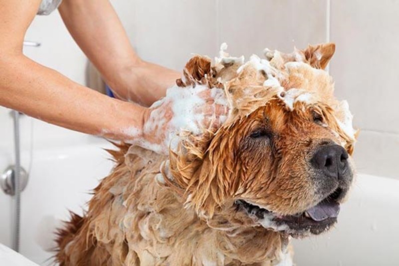Cách trị chó bị ghẻ tại nhà