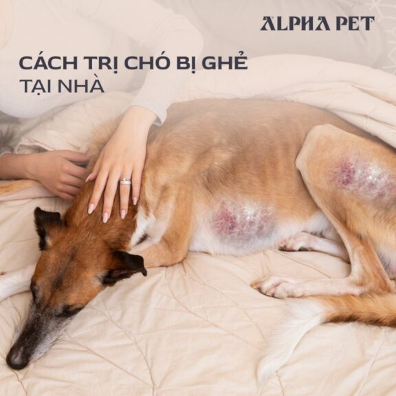 Cách trị chó bị ghẻ tại nhà