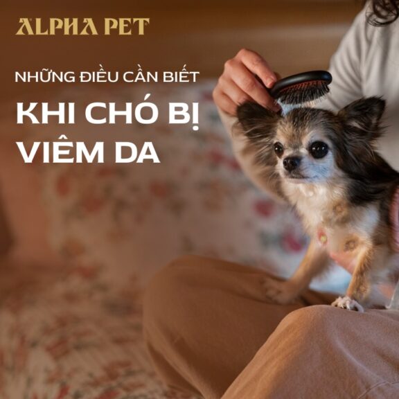 Những điều cần biết khi chó bị viêm da