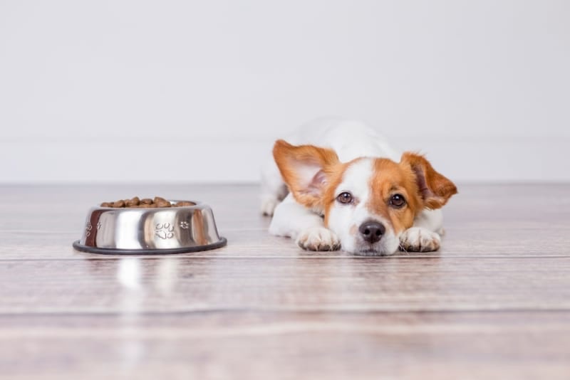 Cách xử lý khi chó biếng ăn