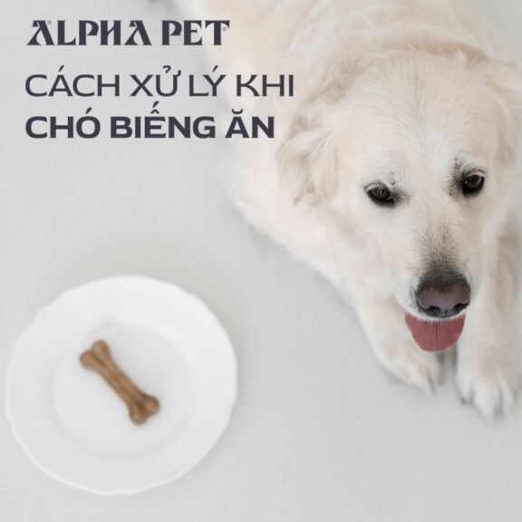 Cách xử lý khi chó biếng ăn