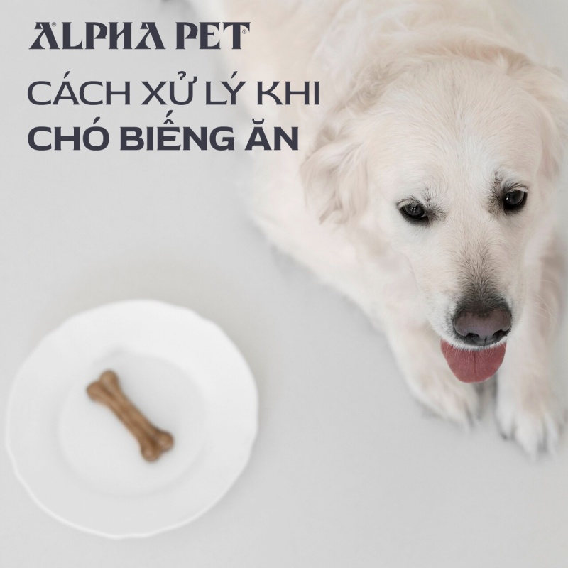 Cách xử lý khi chó biếng ăn