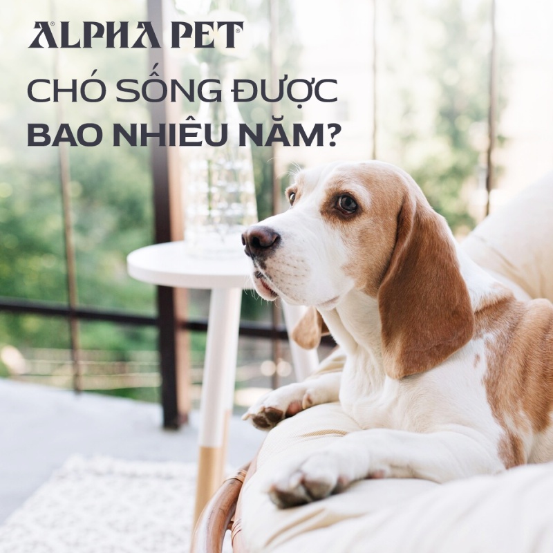 Chó sống được bao nhiêu năm?