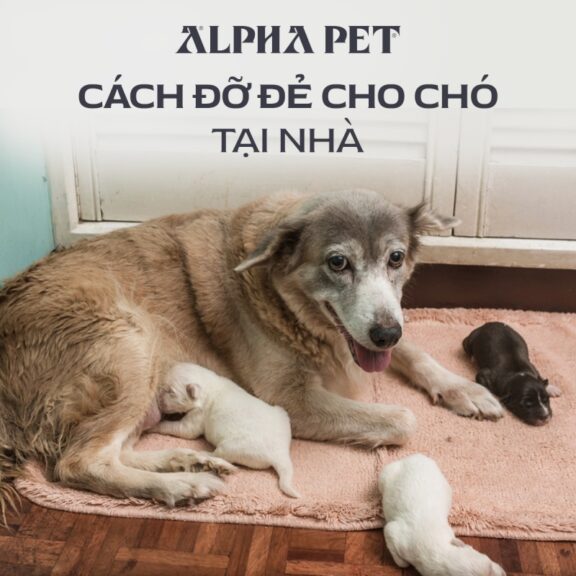 Cách đỡ đẻ cho chó tại nhà