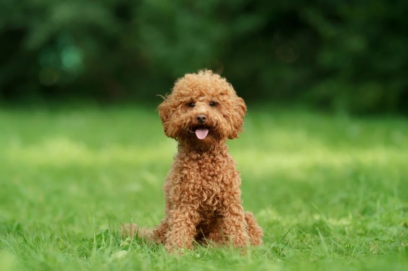 Những điều cần biết về chó poodle