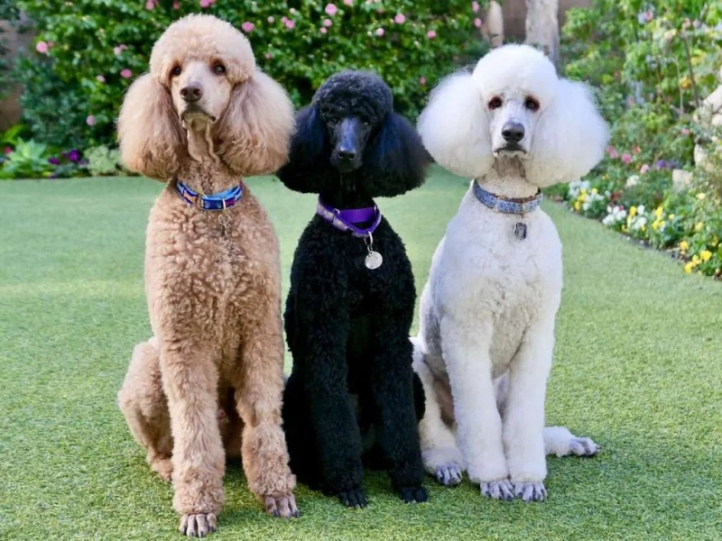 Những điều cần biết về chó poodle
