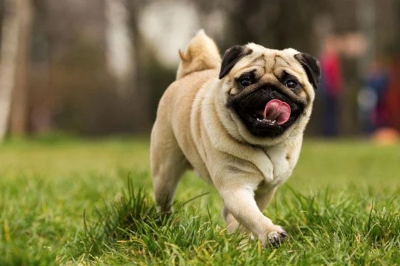 Những điều cần biết về chó pug mặt xệ