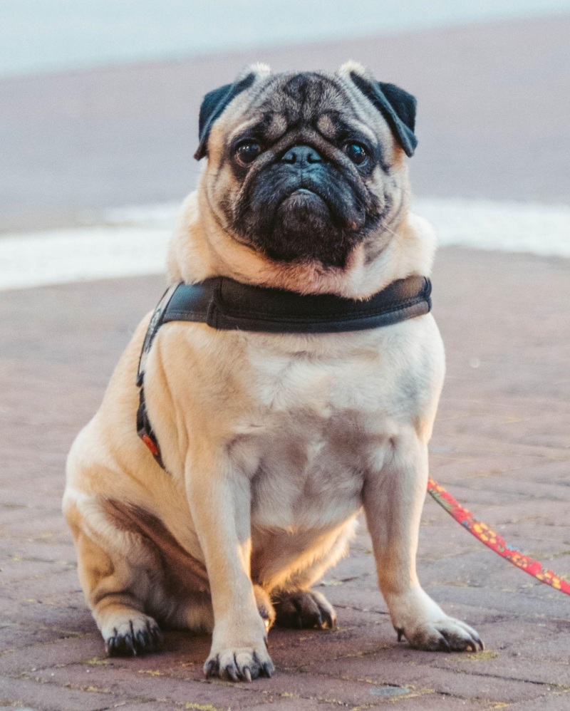Những điều cần biết về chó pug mặt xệ