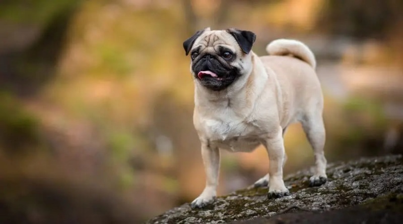 Những điều cần biết về chó pug mặt xệ