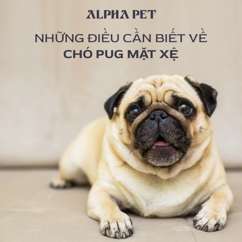 Những điều cần biết về chó pug mặt xệ
