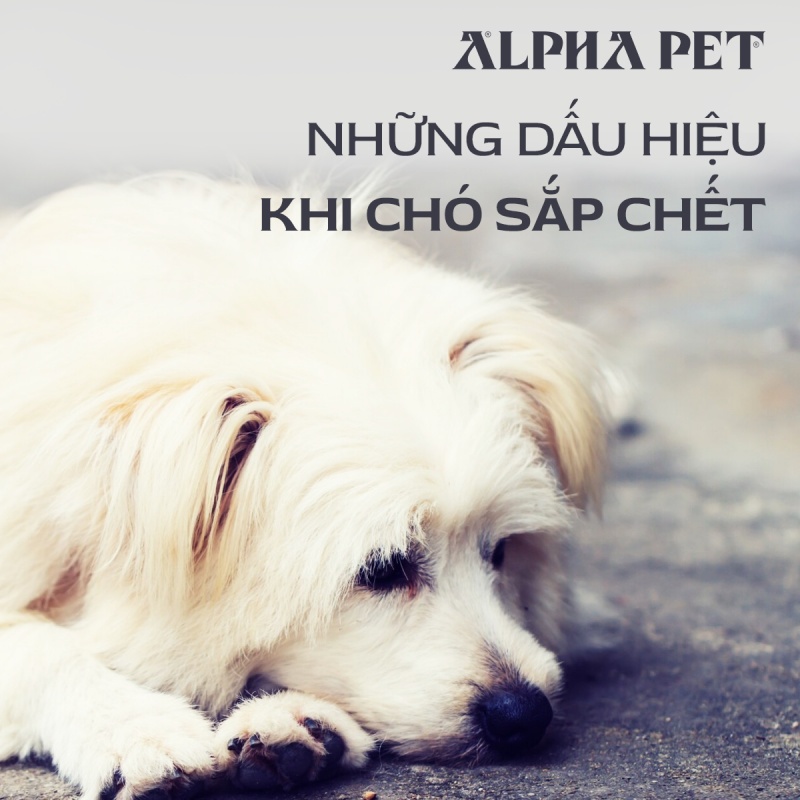 Những dấu hiệu khi chó sắp chết
