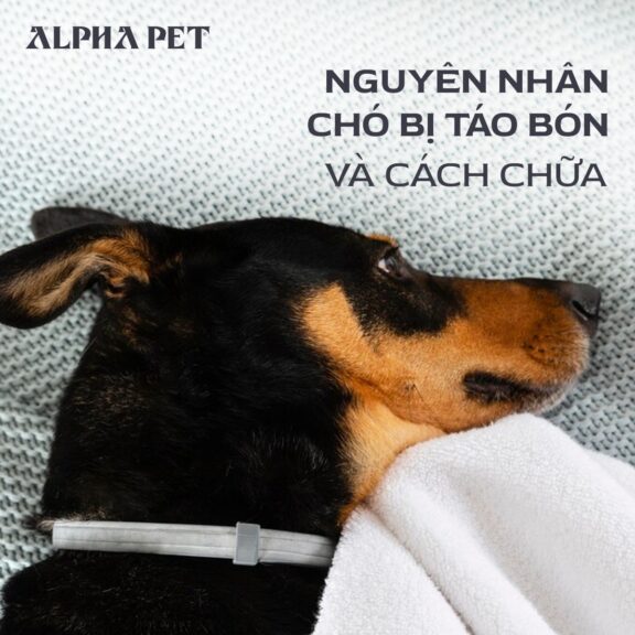 Nguyên nhân chó bị táo bón và cách chữa