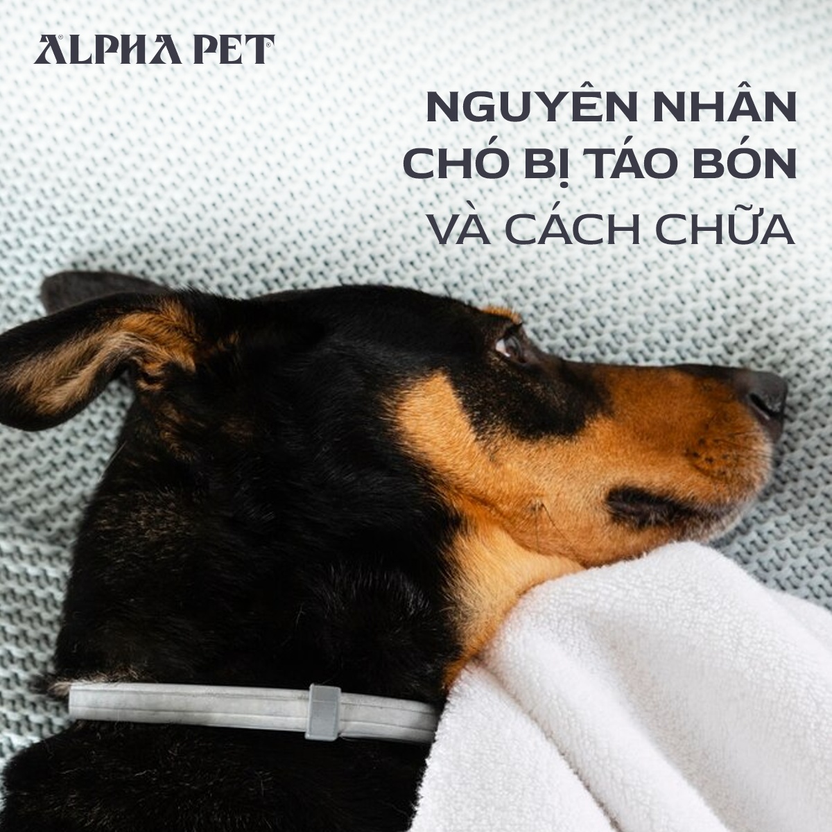 Nguyên nhân chó bị táo bón và cách chữa