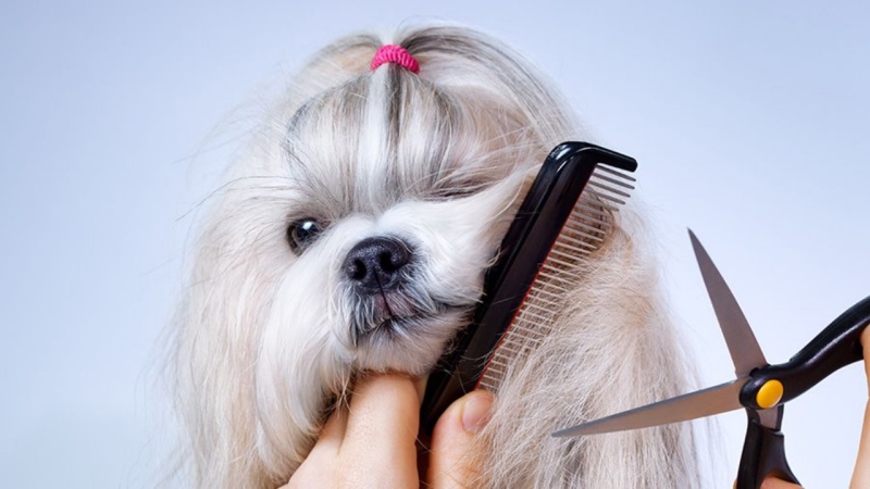 Grooming là gì? Vì sao nên grooming cho chó mèo