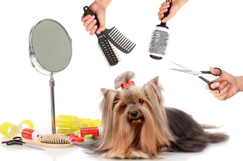 Grooming là gì? Vì sao nên grooming cho chó mèo