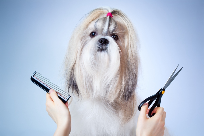 Grooming là gì? Vì sao nên grooming cho chó mèo