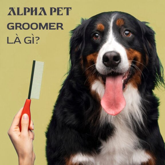 Grooming là gì? Vì sao nên grooming cho chó mèo